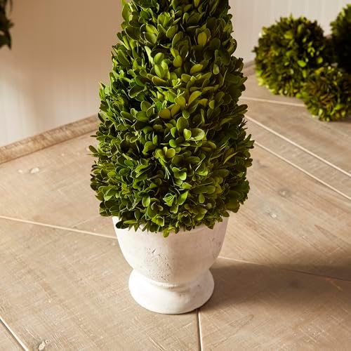 Napa Home Garden Boxwood Cone Topiary In Pot Green