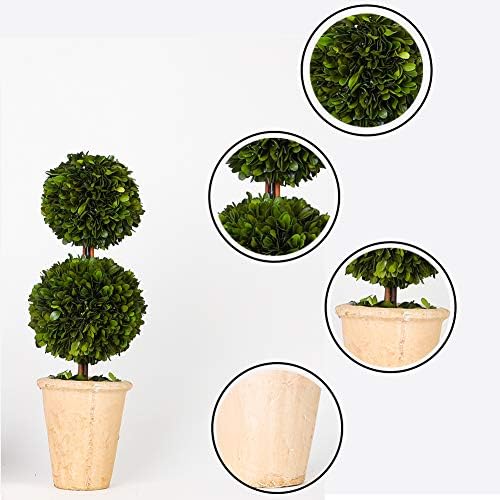 Real Preserved Boxwood Evergreen Potted Tree Topiary 20 Inches