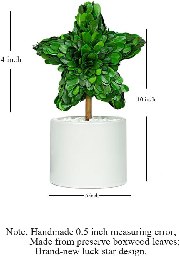 Perryandmoon Preserved Boxwood Star Topiary 10 Inch