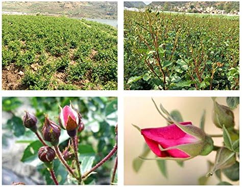 TooGet Artificial Flowers Petals Buds Rose 4 Bags Set