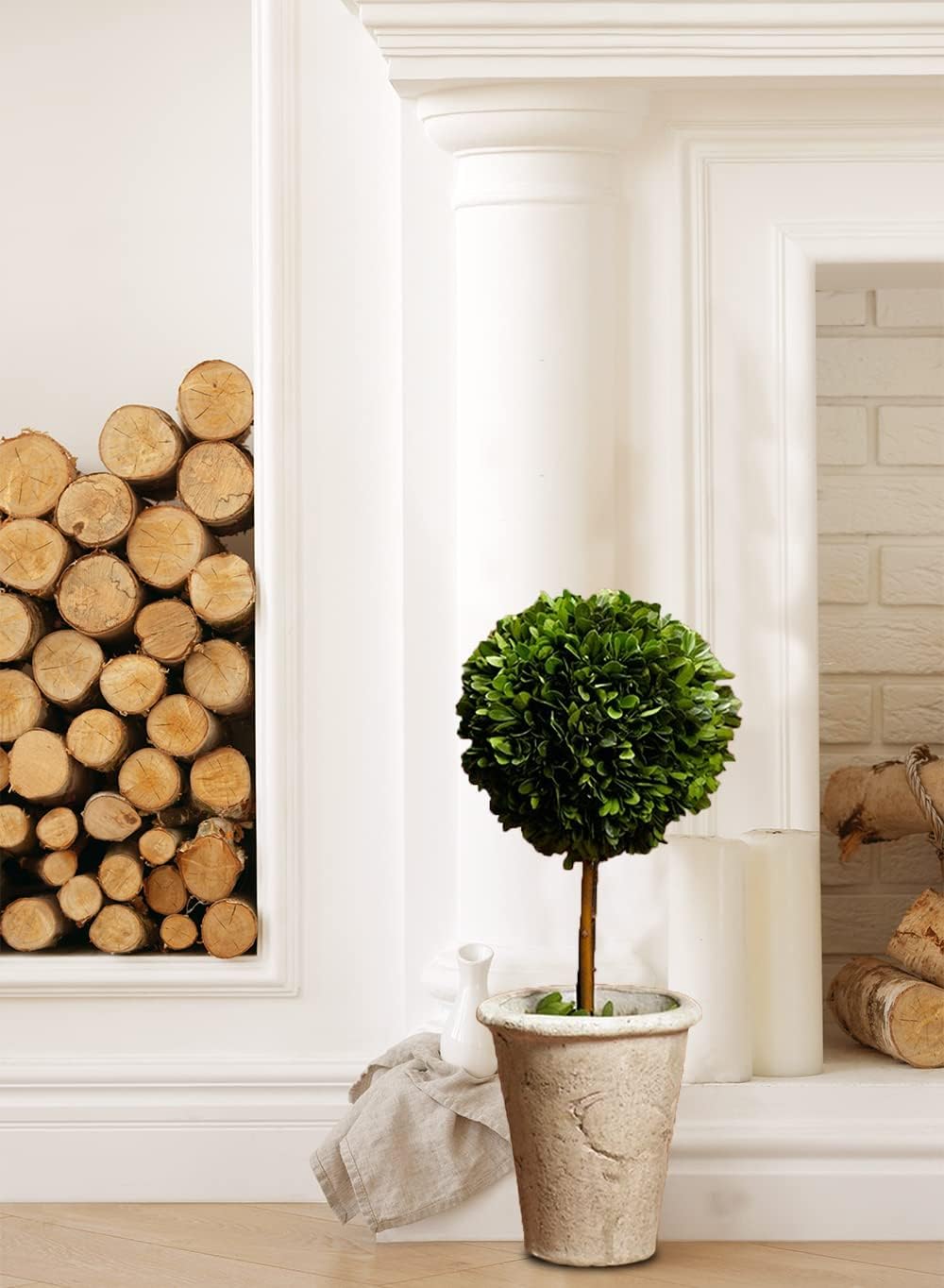 Serene Spaces Living Preserved Boxwood Topiary with Pot