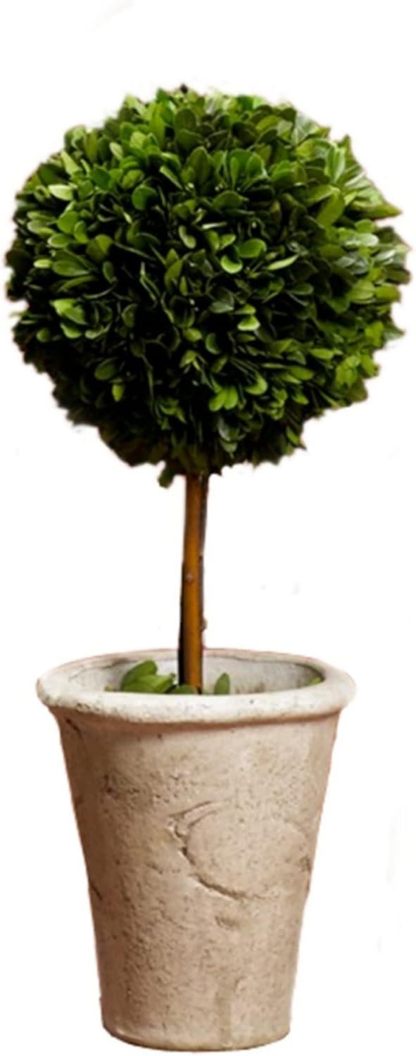 Serene Spaces Living Preserved Boxwood Topiary with Pot