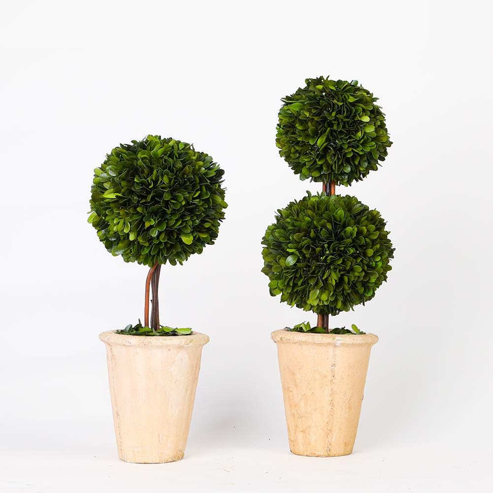 Real Preserved Boxwood Evergreen Potted Tree Topiary 20 Inches