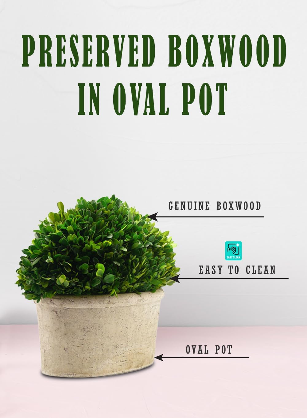 Serene Spaces Preserved Oval Topiary in Pot