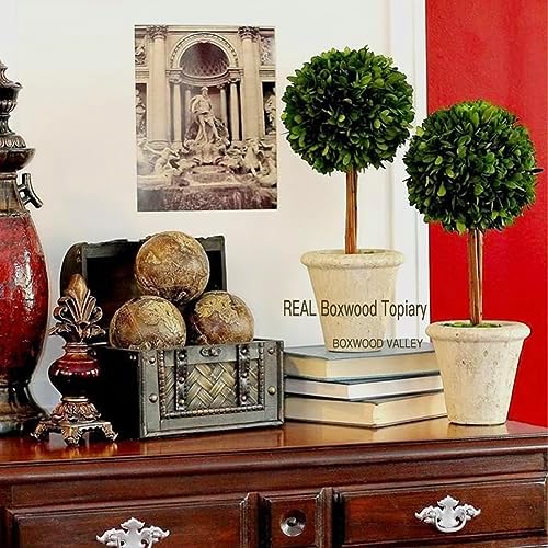 Natural Preserved Boxwood Topiary in Terracotta Pot 15 Inch