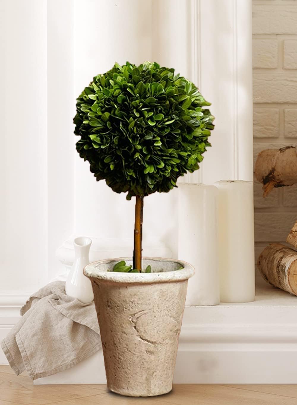 Serene Spaces Living Preserved Boxwood Topiary with Pot