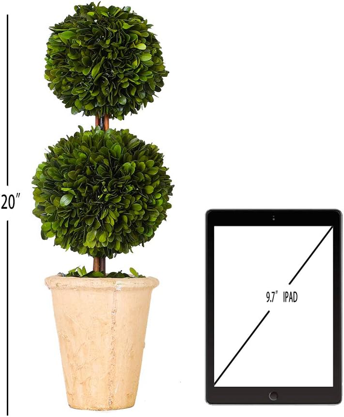 Real Preserved Boxwood Evergreen Potted Tree Topiary 20 Inches