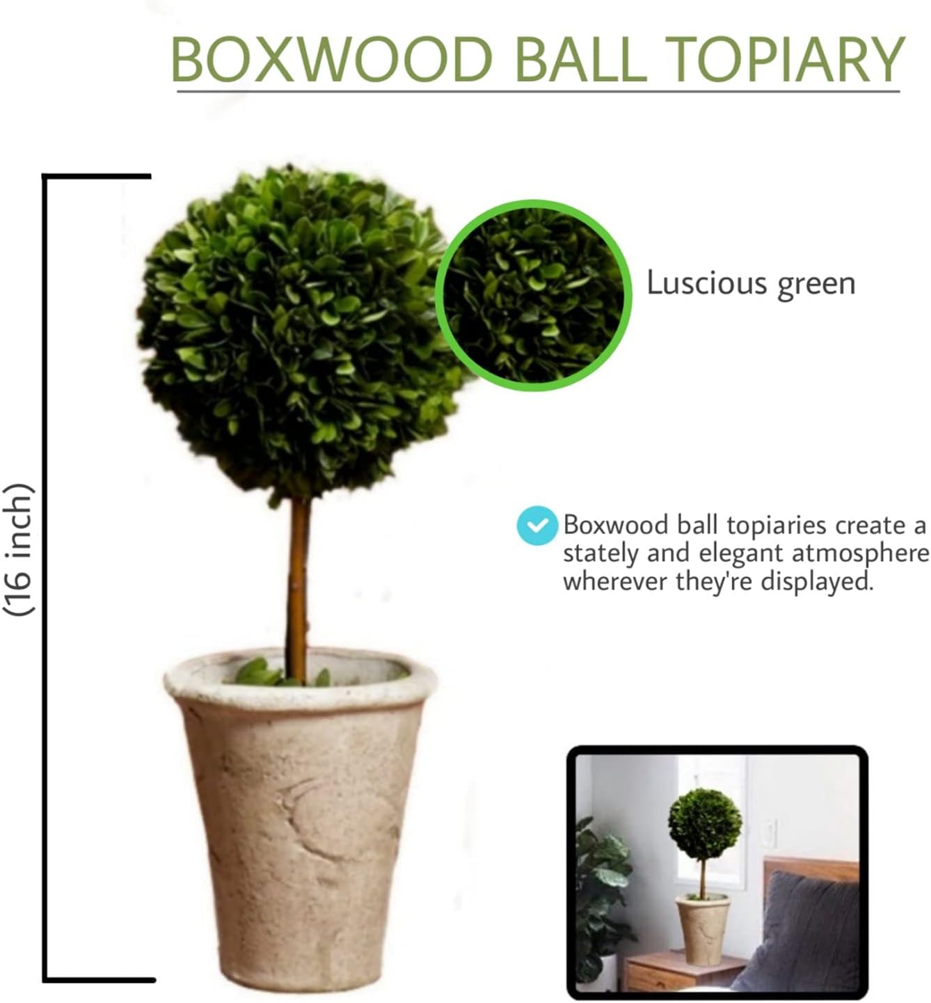Serene Spaces Living Preserved Boxwood Topiary with Pot