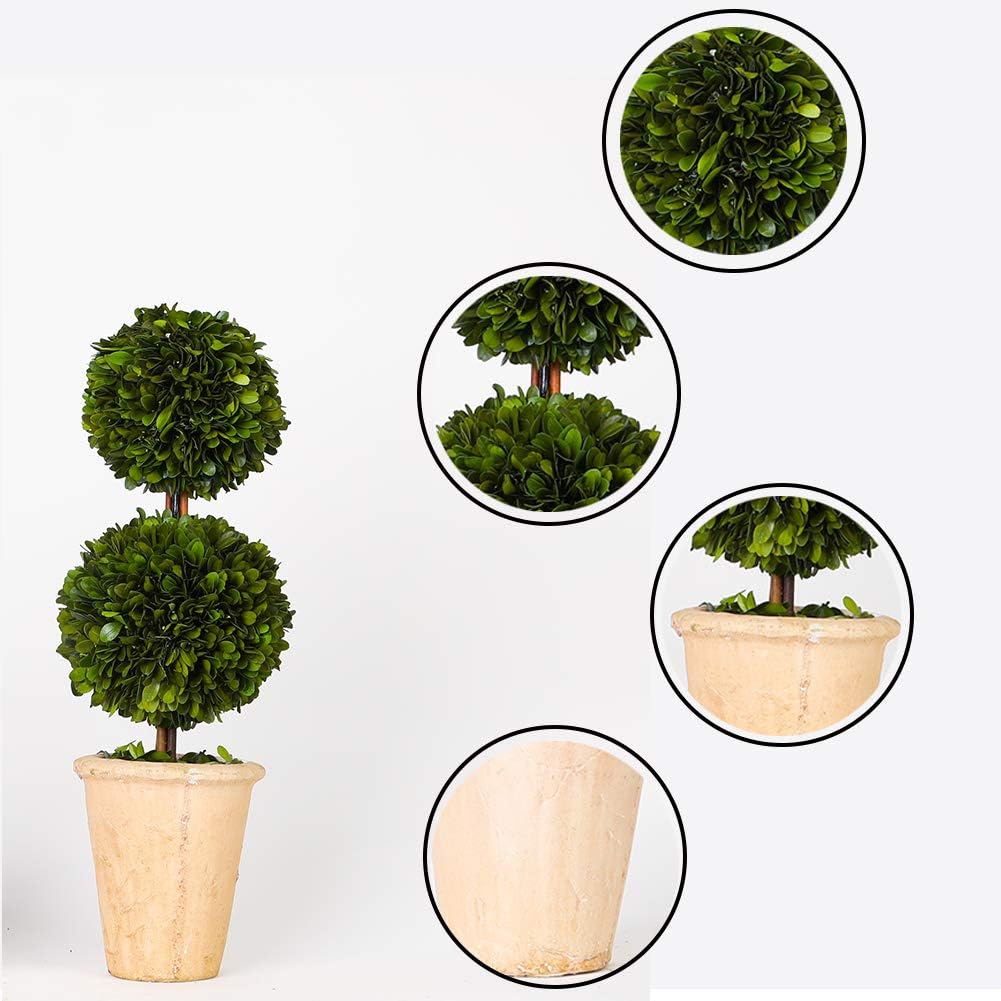 Real Preserved Boxwood Evergreen Potted Tree Topiary 20 Inches