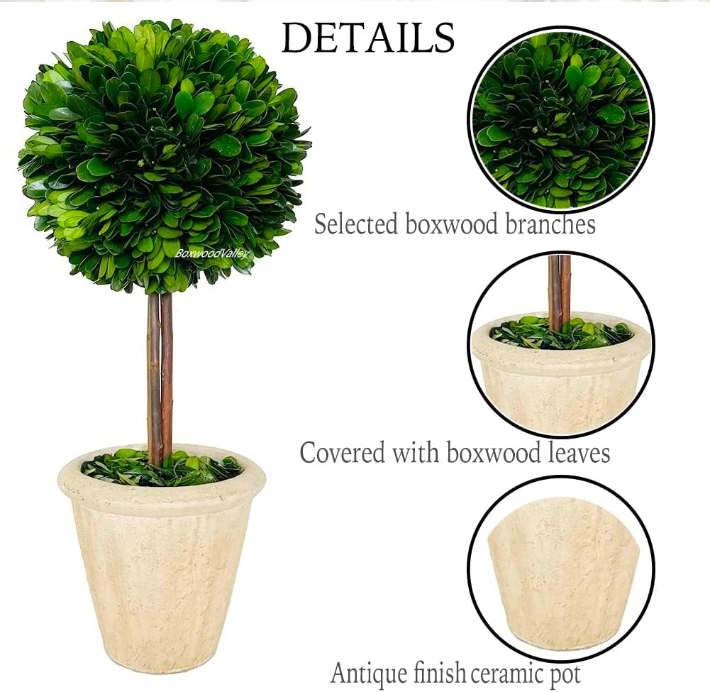 Natural Preserved Boxwood Topiary in Terracotta Pot 15 Inch
