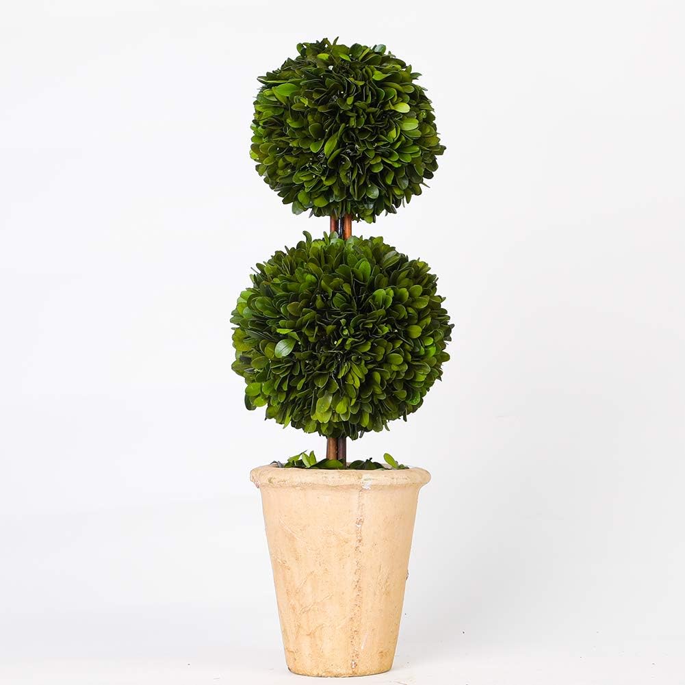 Real Preserved Boxwood Evergreen Potted Tree Topiary 20 Inches