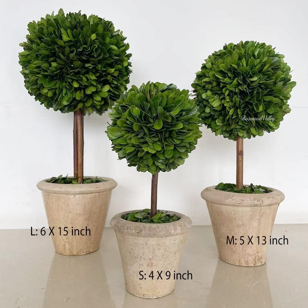 Natural Preserved Boxwood Topiary in Terracotta Pot 15 Inch