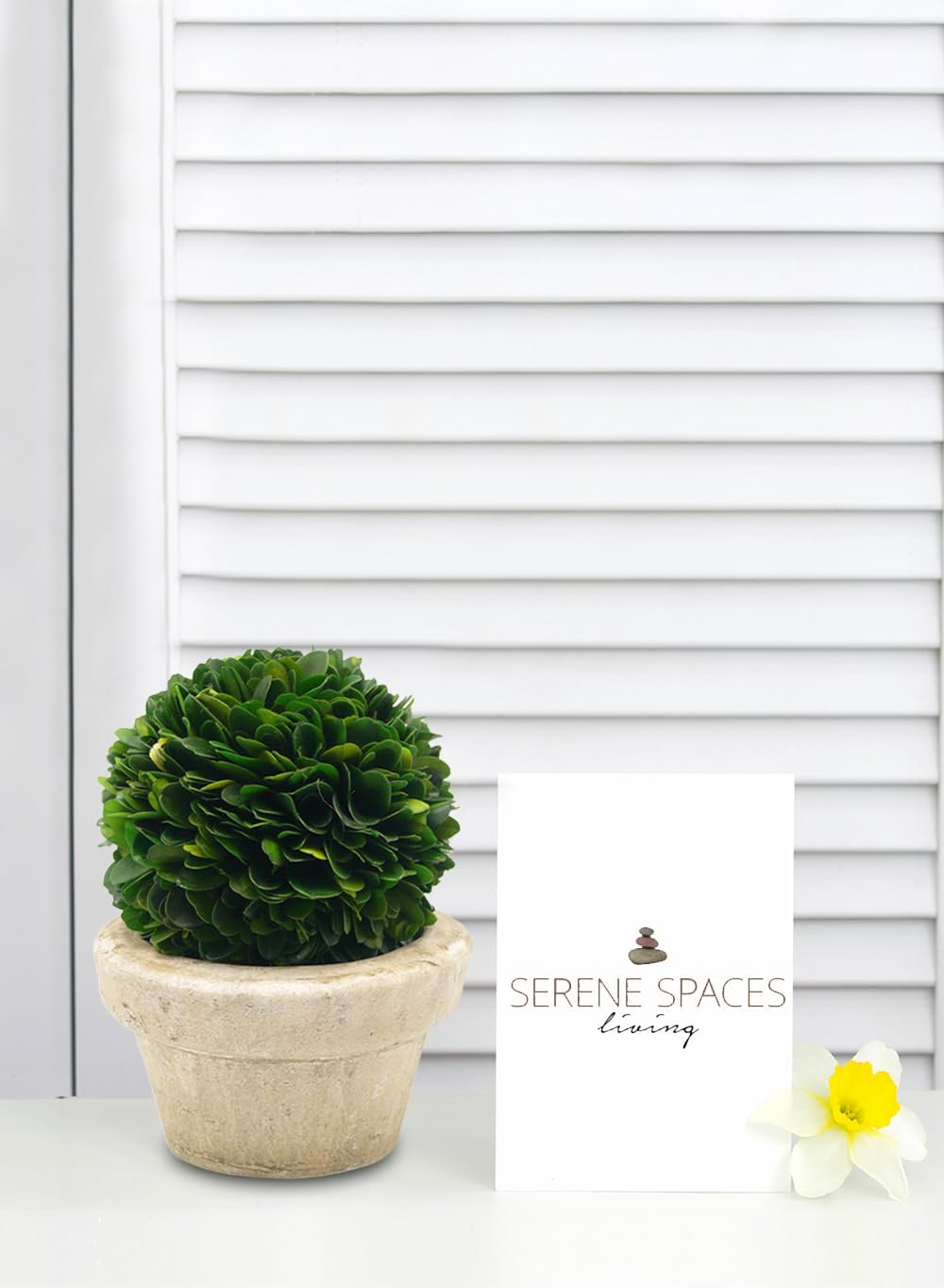 Serene Spaces Living Preserved Boxwood Ball with Pot