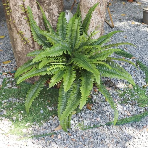 zooFernzoom Artificial Ferns 45in Large Fake Plants 2 Stems