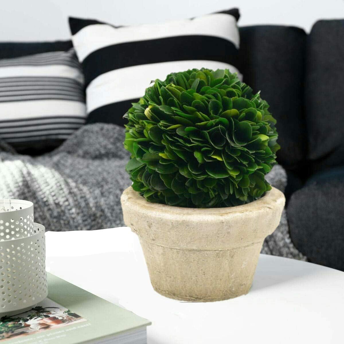 Serene Spaces Living Preserved Boxwood Ball with Pot