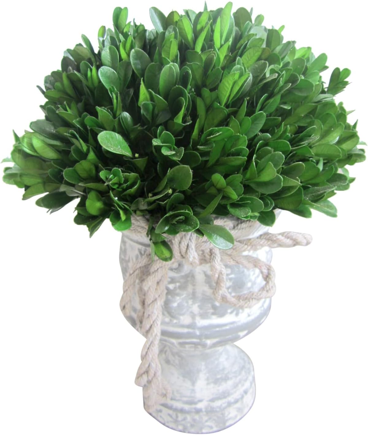 Jeco 12 Inch Preserved Holly and Boxwood Topiary