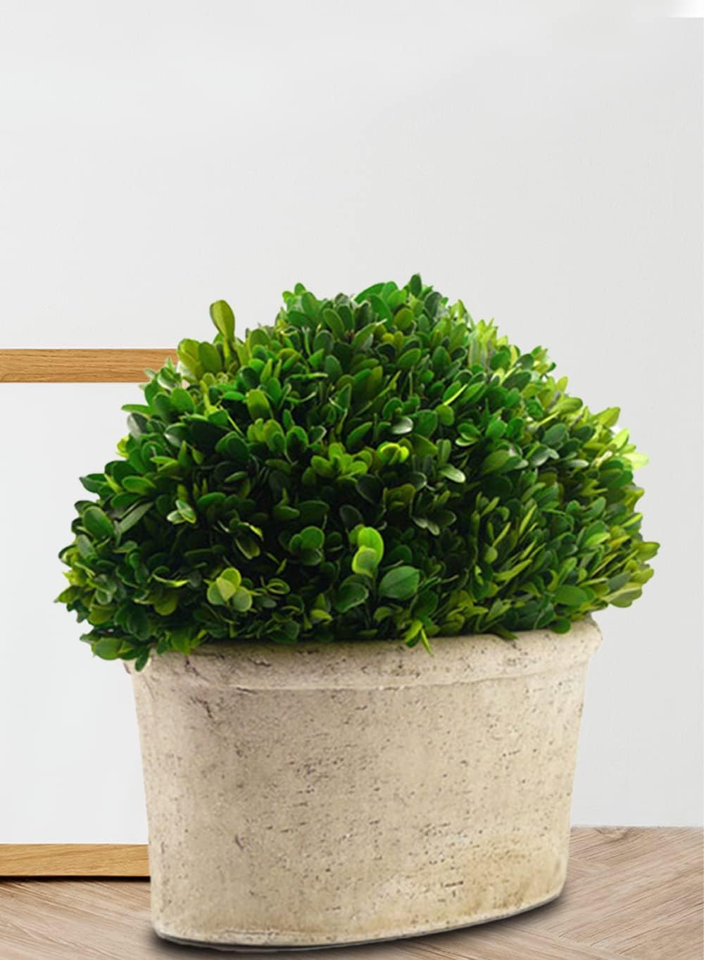 Serene Spaces Preserved Oval Topiary in Pot