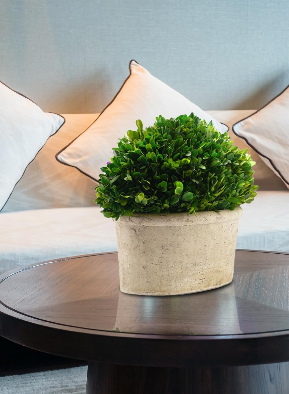 Serene Spaces Preserved Oval Topiary in Pot