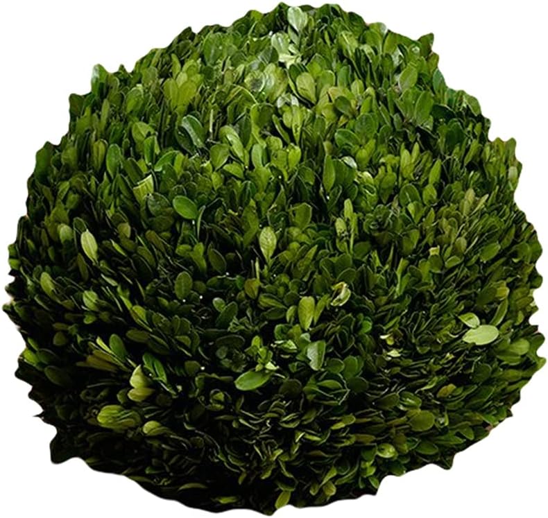Serene Spaces Living 12 Inch Preserved Boxwood Ball