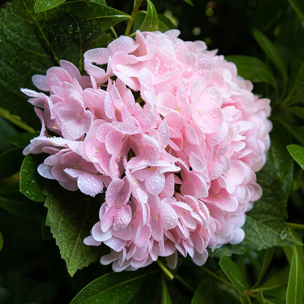 3PCS 22 Inch Realistic Artificial Hydrangea Flowers