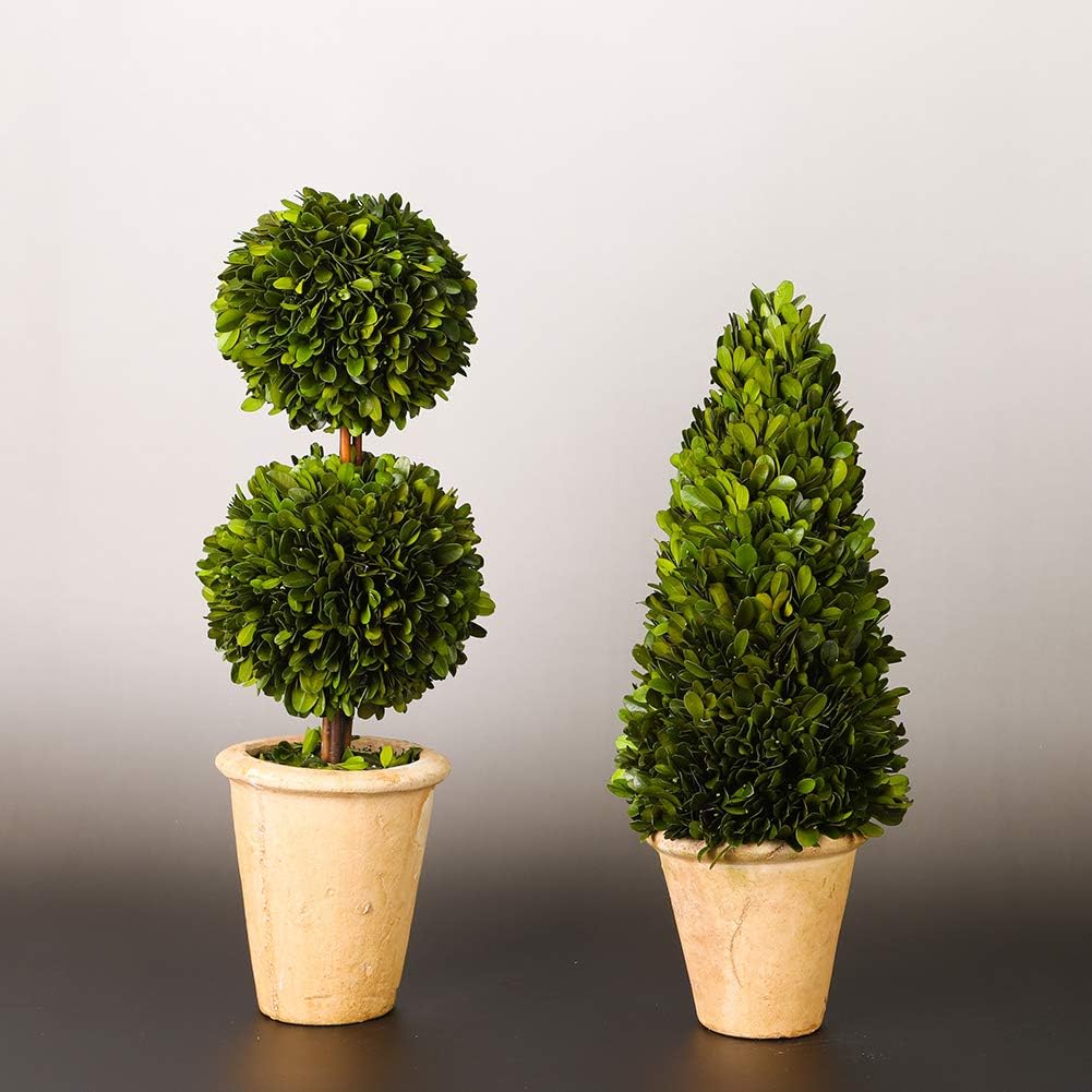 Real Preserved Boxwood Evergreen Potted Tree Topiary 20 Inches