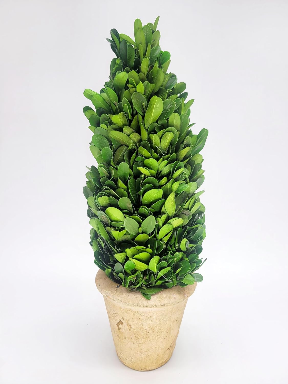 Preserved Boxwood Cone Topiary 12 Inch