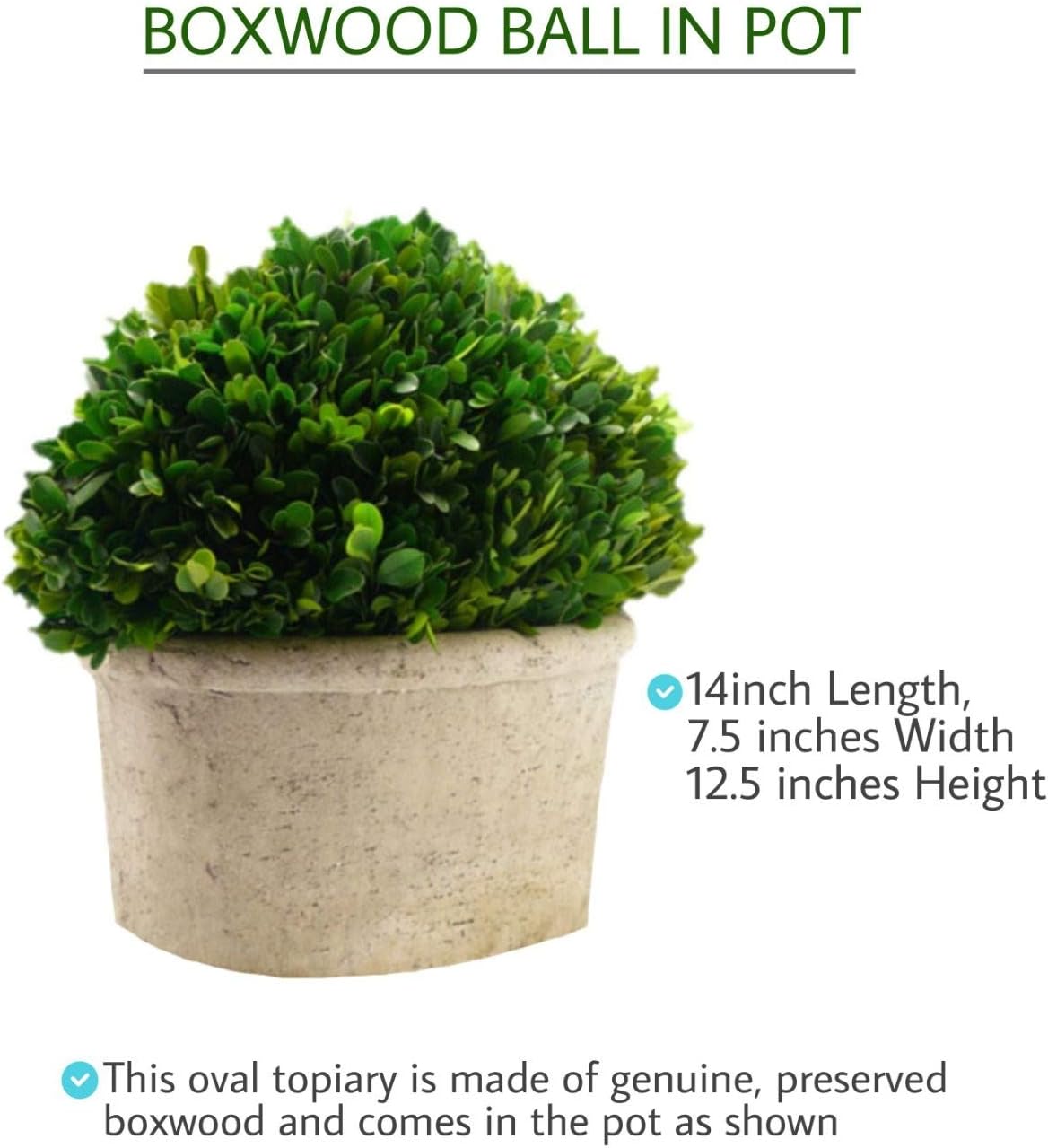 Serene Spaces Preserved Oval Topiary in Pot
