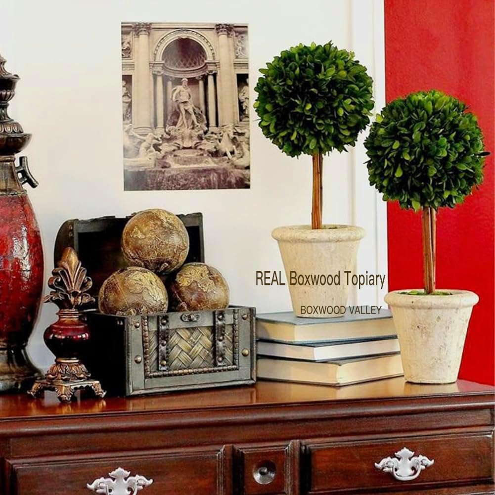 Natural Preserved Boxwood Topiary in Terracotta Pot 15 Inch
