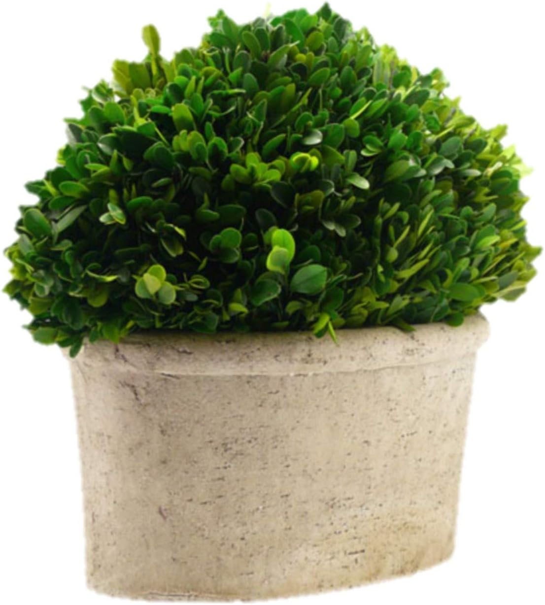 Serene Spaces Preserved Oval Topiary in Pot
