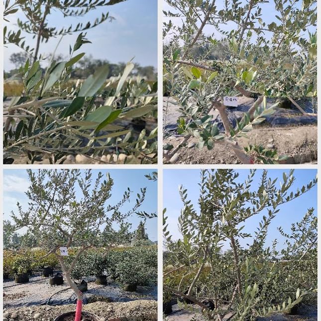 QIUPAI Artificial Olive Tree 1x08m