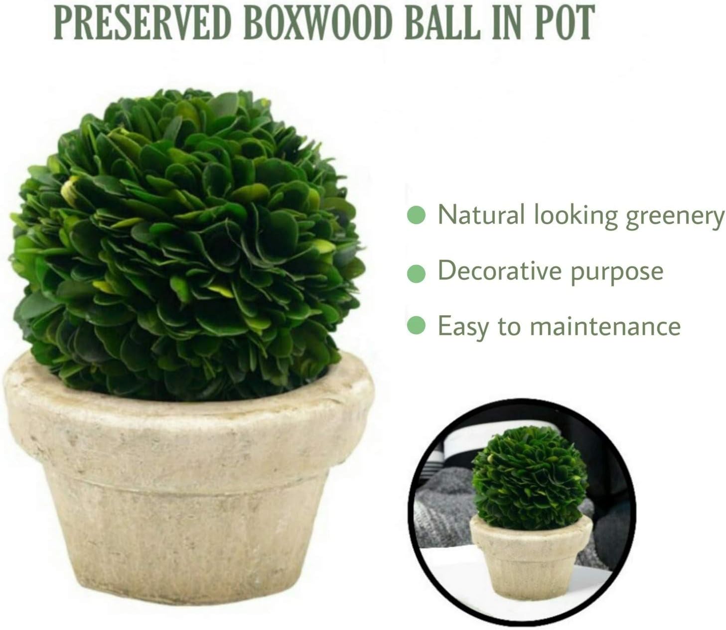 Serene Spaces Living Preserved Boxwood Ball with Pot