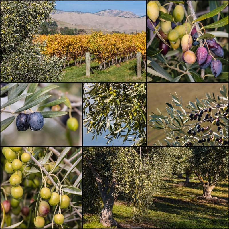QIUPAI Artificial Olive Tree 1x08m