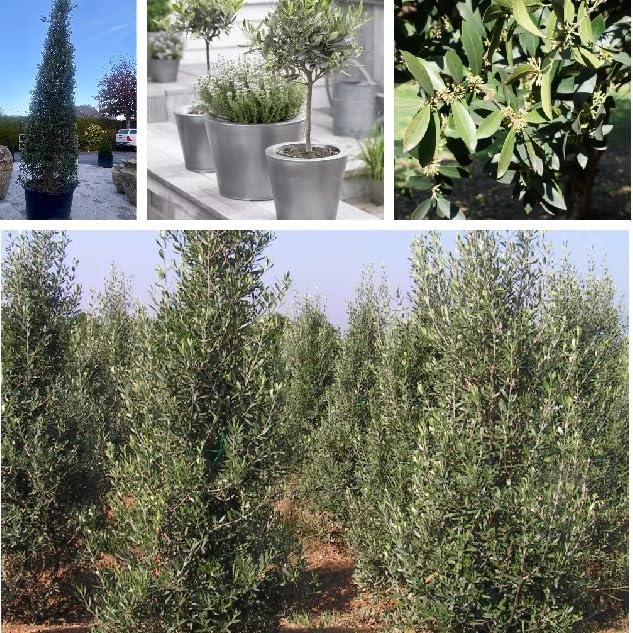 QIUPAI Artificial Olive Tree 1x08m