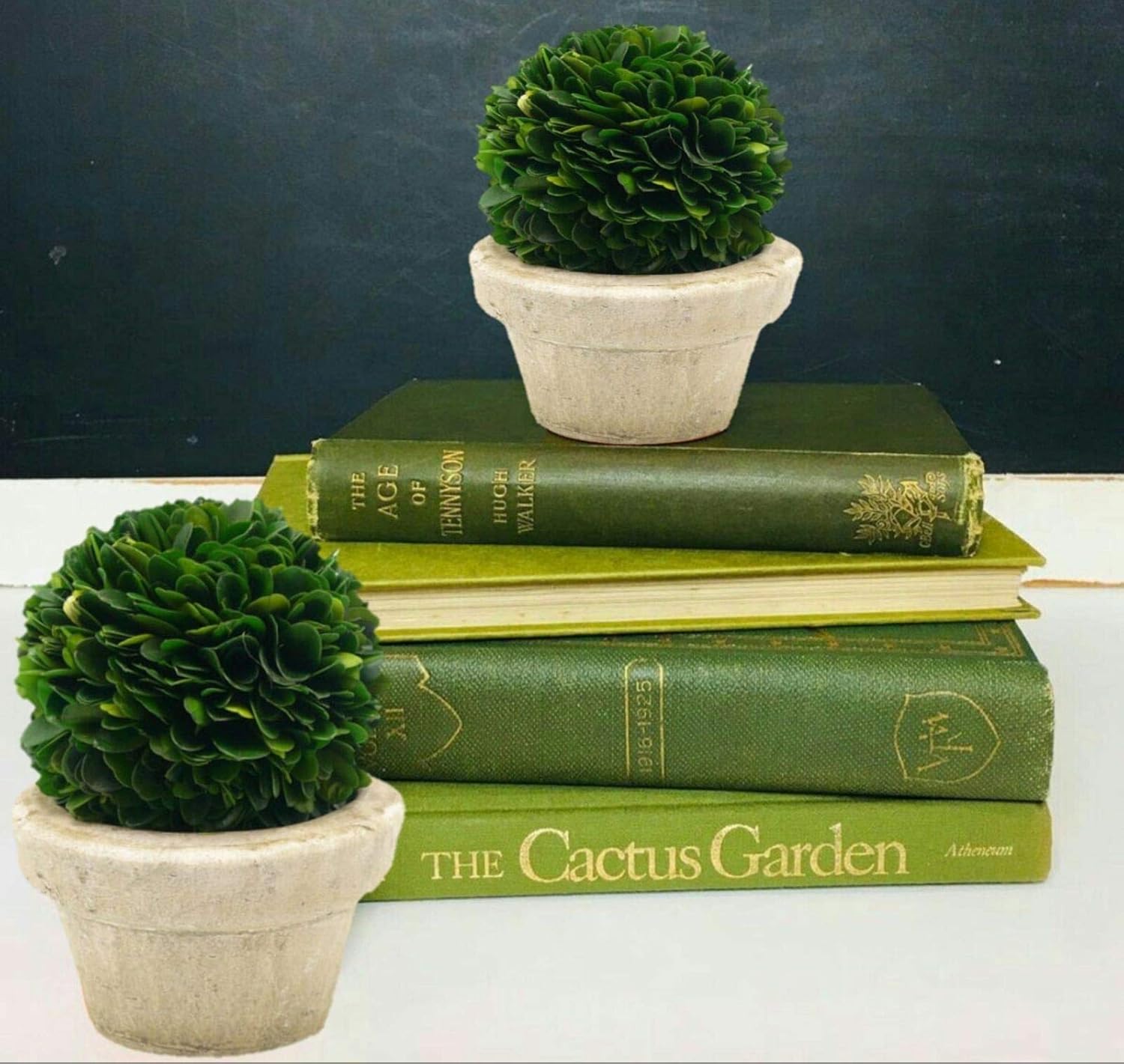 Serene Spaces Living Preserved Boxwood Ball with Pot