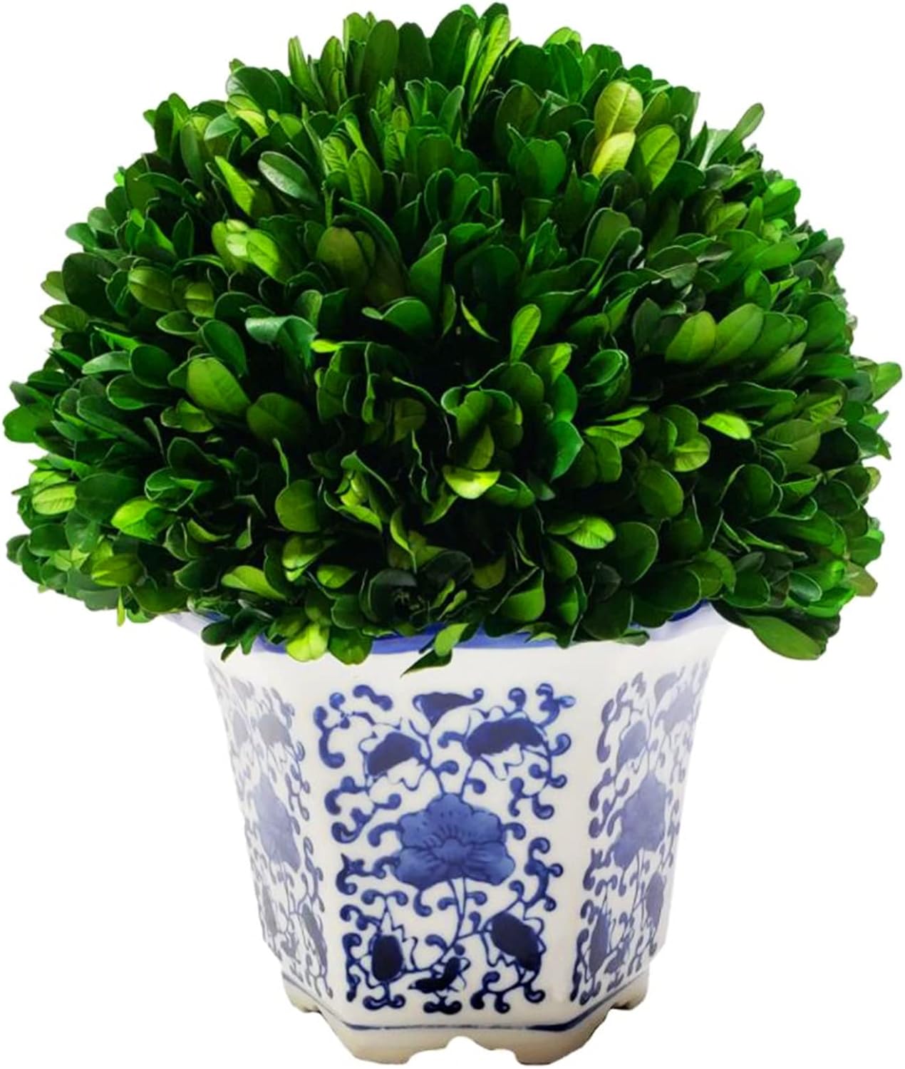 79 Inch Preserved Boxwood Tree in Greek Style Blue White Ceramic Pot