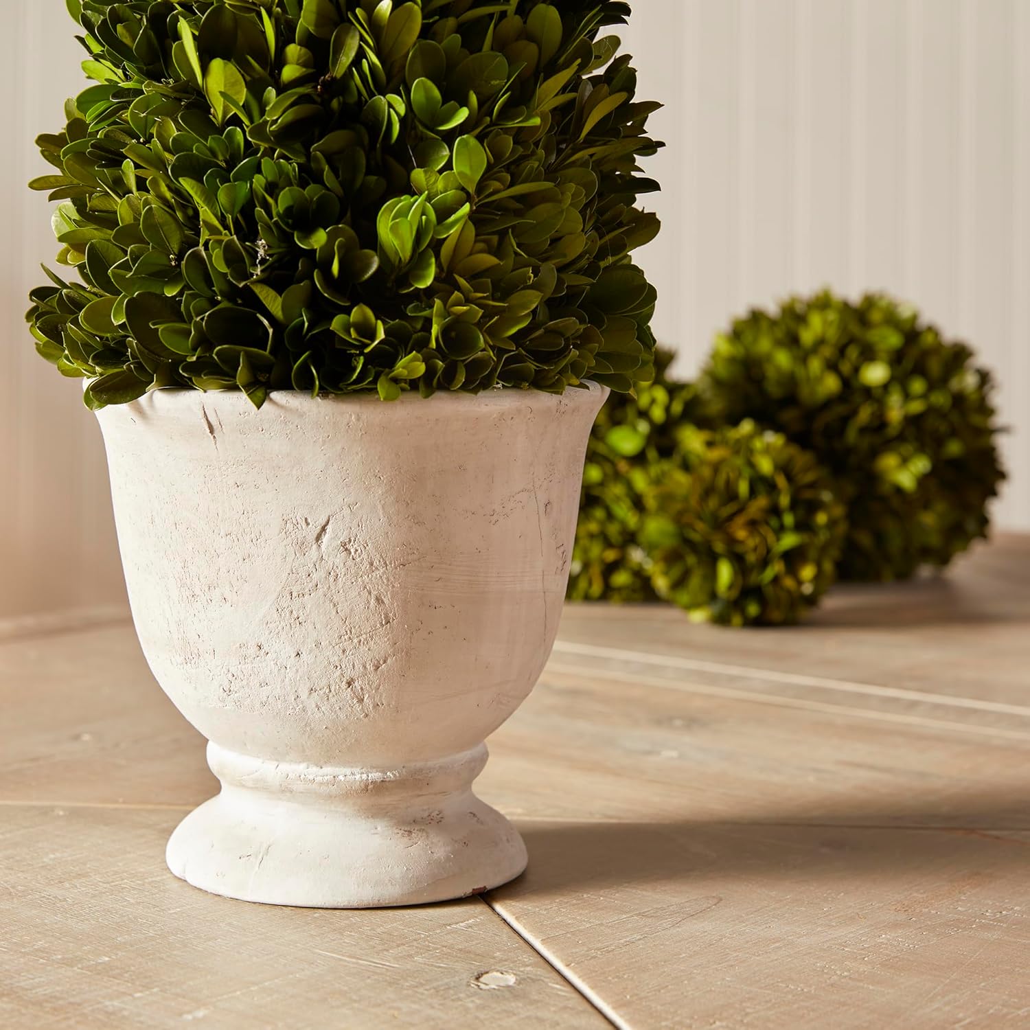 Napa Home Garden Boxwood Cone Topiary In Pot Green
