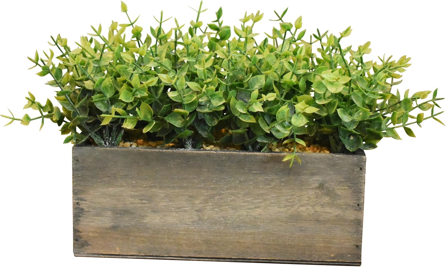 7 Inch Boxwood in Rustic Wooden Box Centerpiece