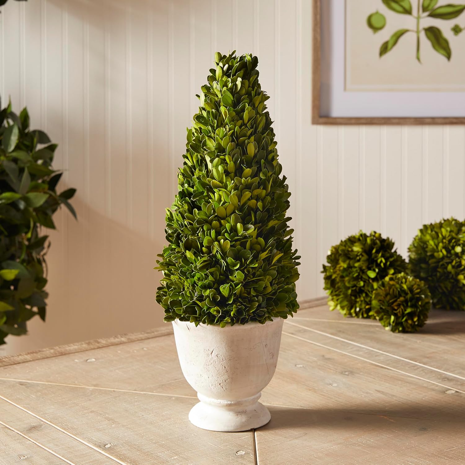 Napa Home Garden Boxwood Cone Topiary In Pot Green