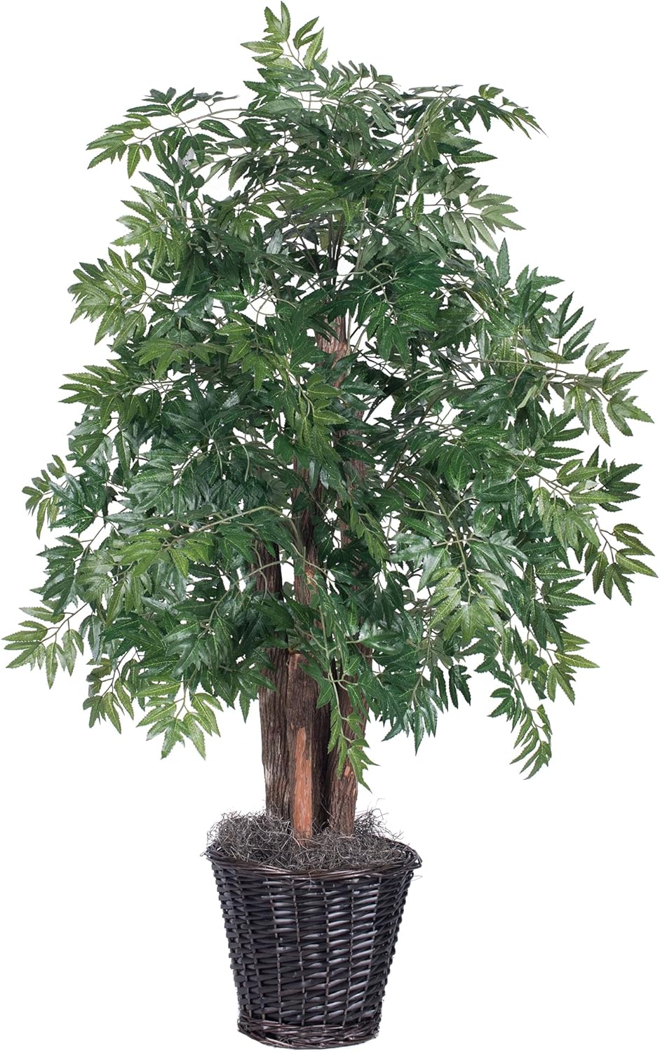 Vickerman 4 Foot Artificial Ming Aralia Bush in Rattan Basket