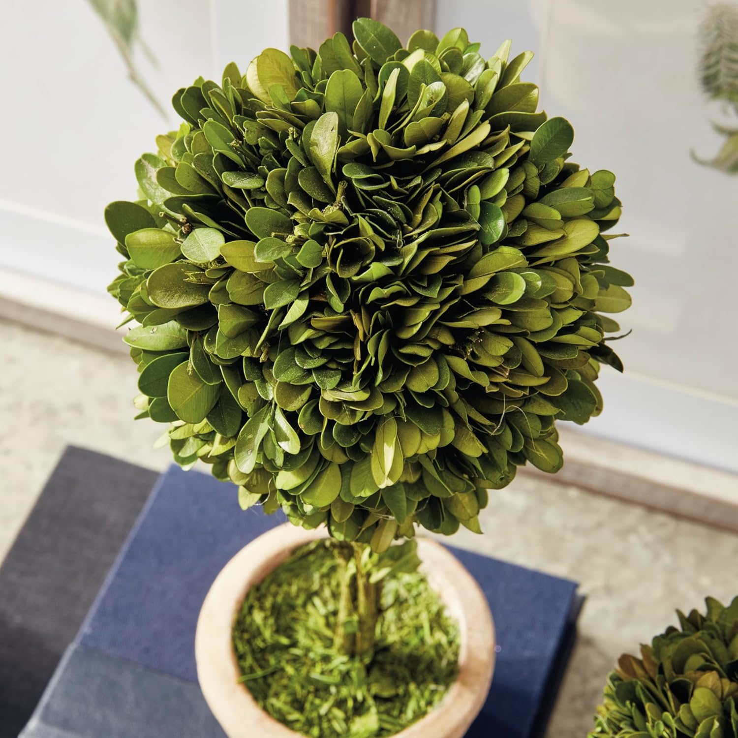 Traditional Garden Boxwood Topiaries Set Of 5 Green