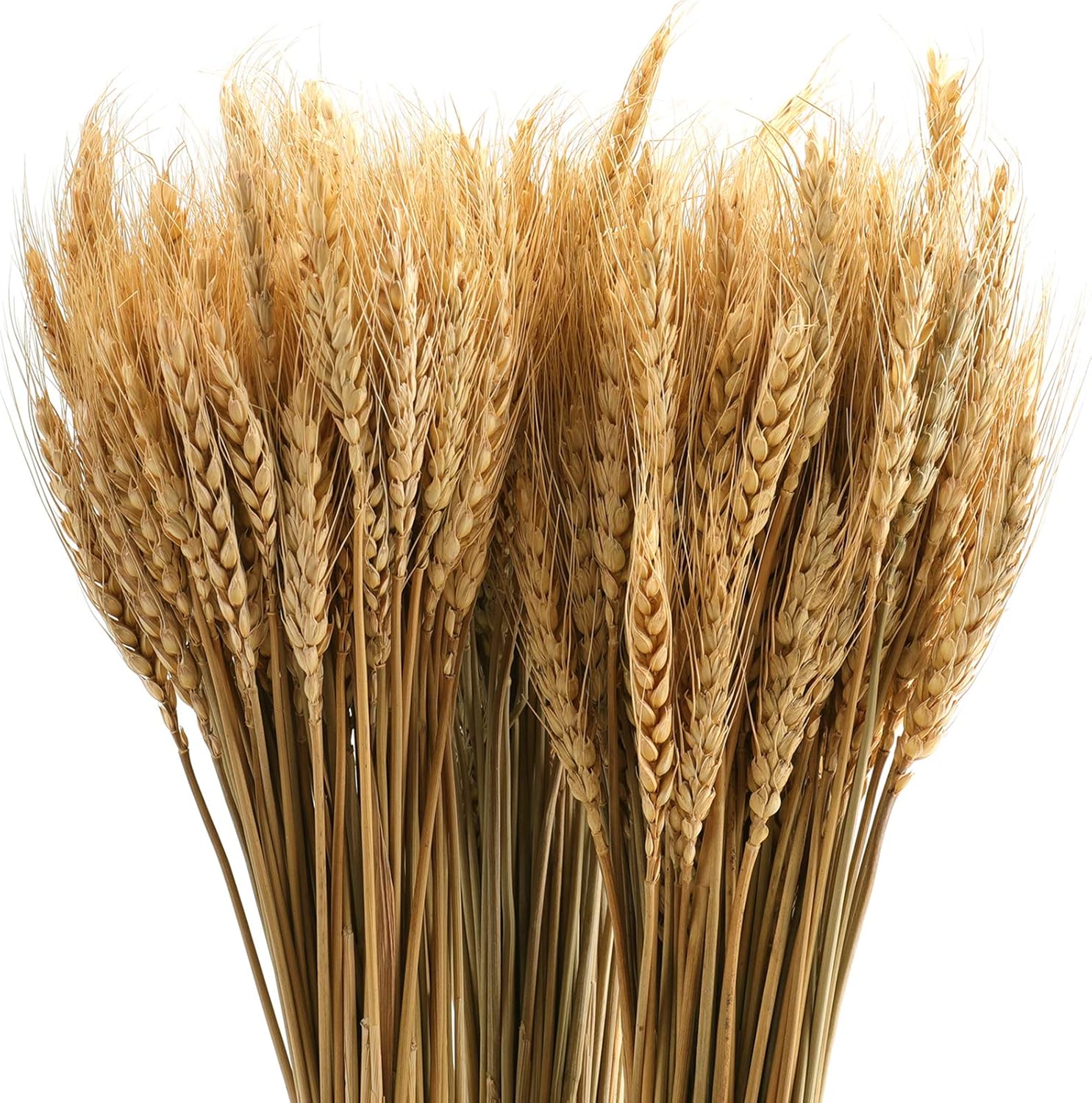 Yarlung 300 Stems Dried Wheat Sheaves 16 Inch NaturalFall Decor