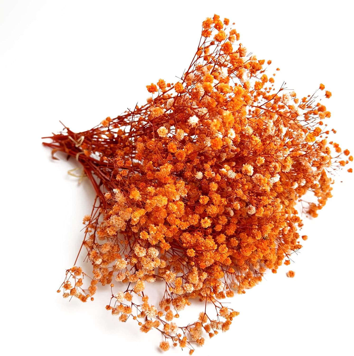Preserved Babys Breath Flowers 3 Bunches Orange