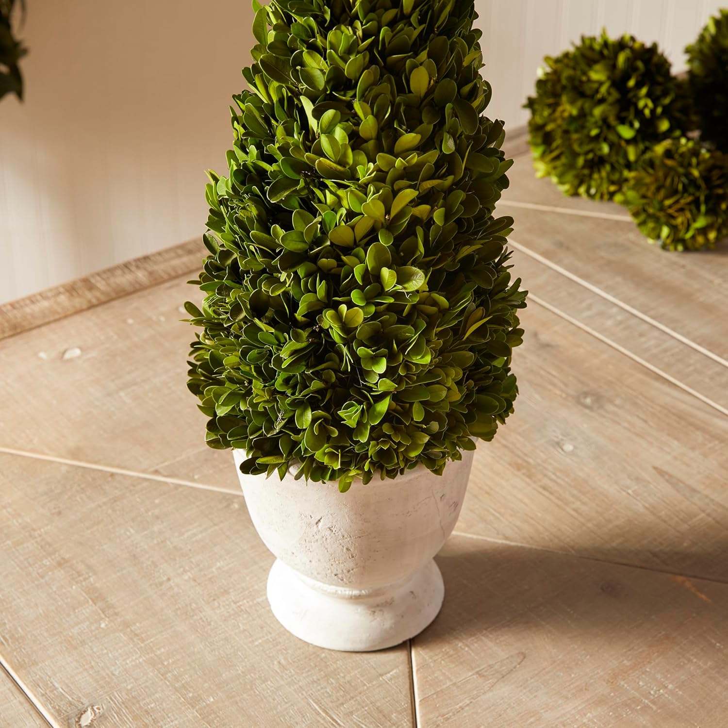 Napa Home Garden Boxwood Cone Topiary In Pot Green