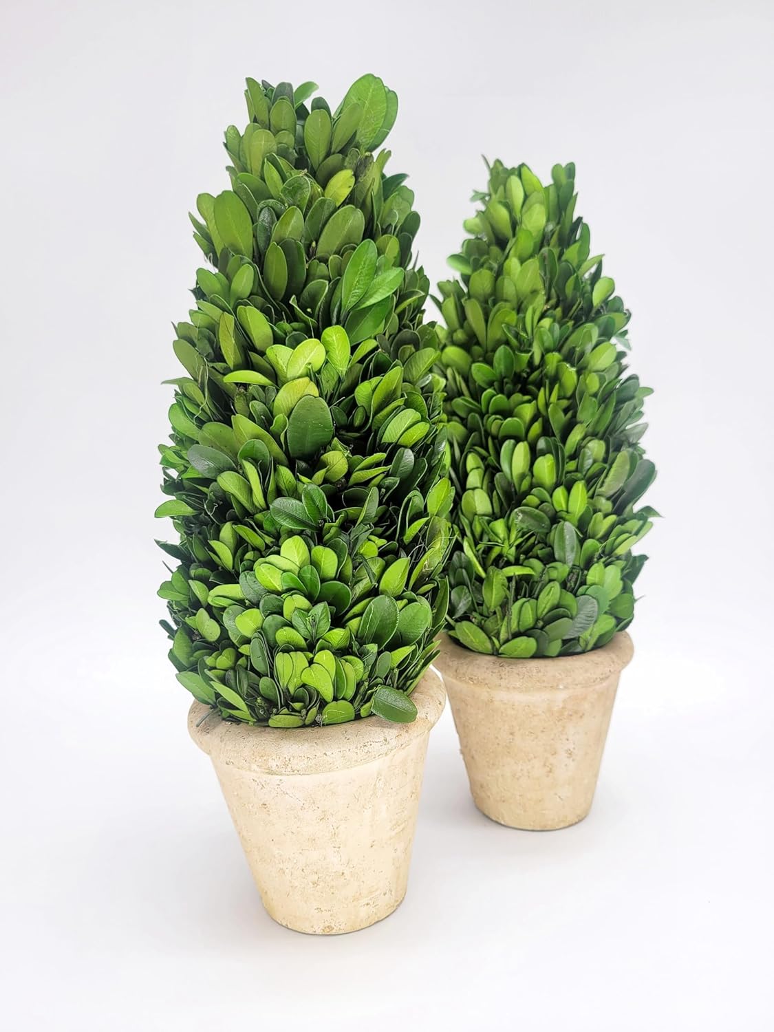 Preserved Boxwood Cone Topiary 12 Inch