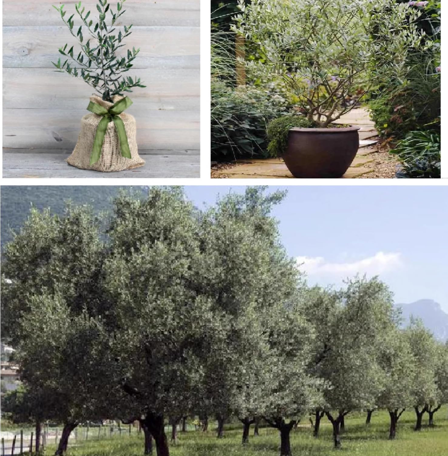 QIUPAI Artificial Olive Tree 1x08m
