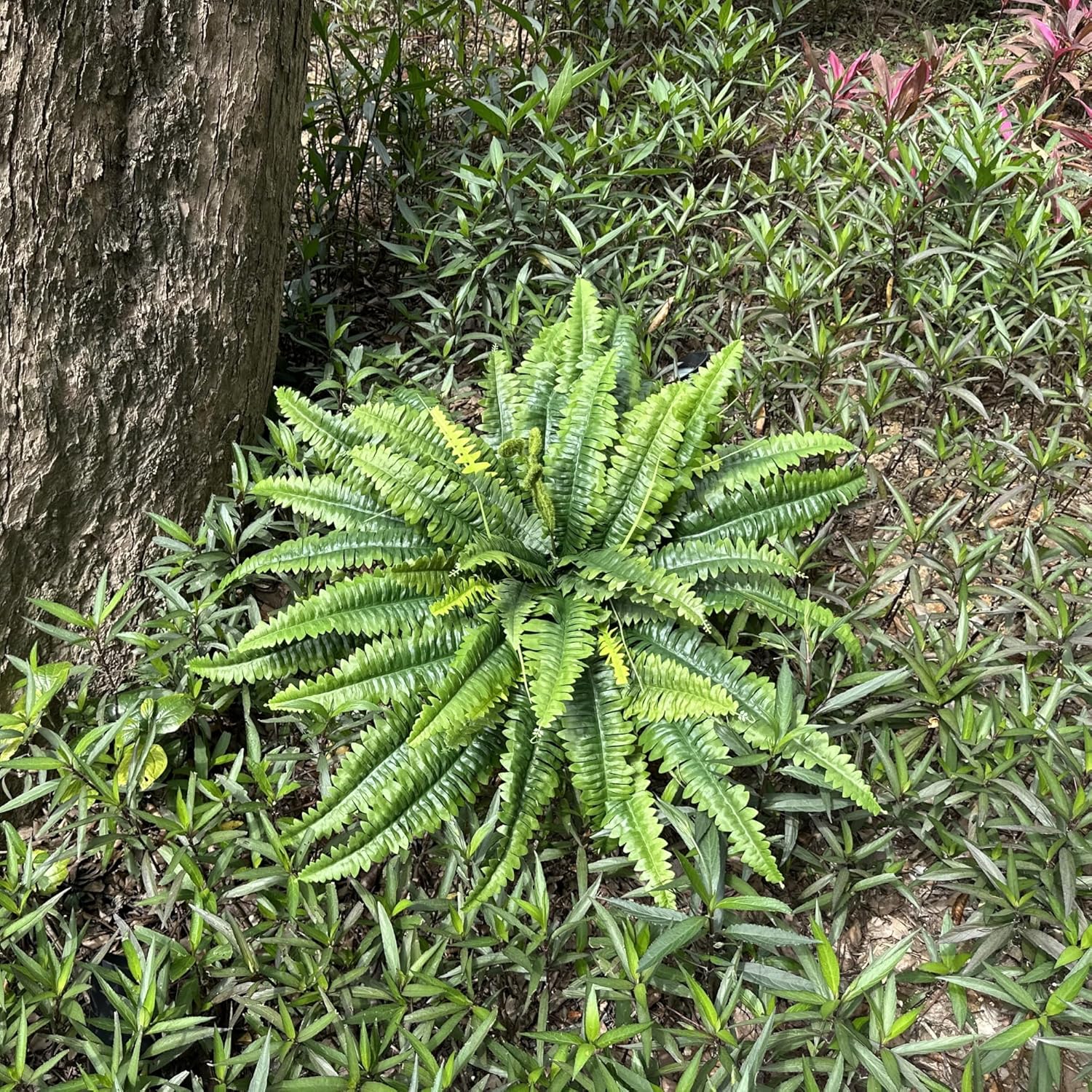 zooFernzoom Artificial Ferns 45in Large Fake Plants 2 Stems