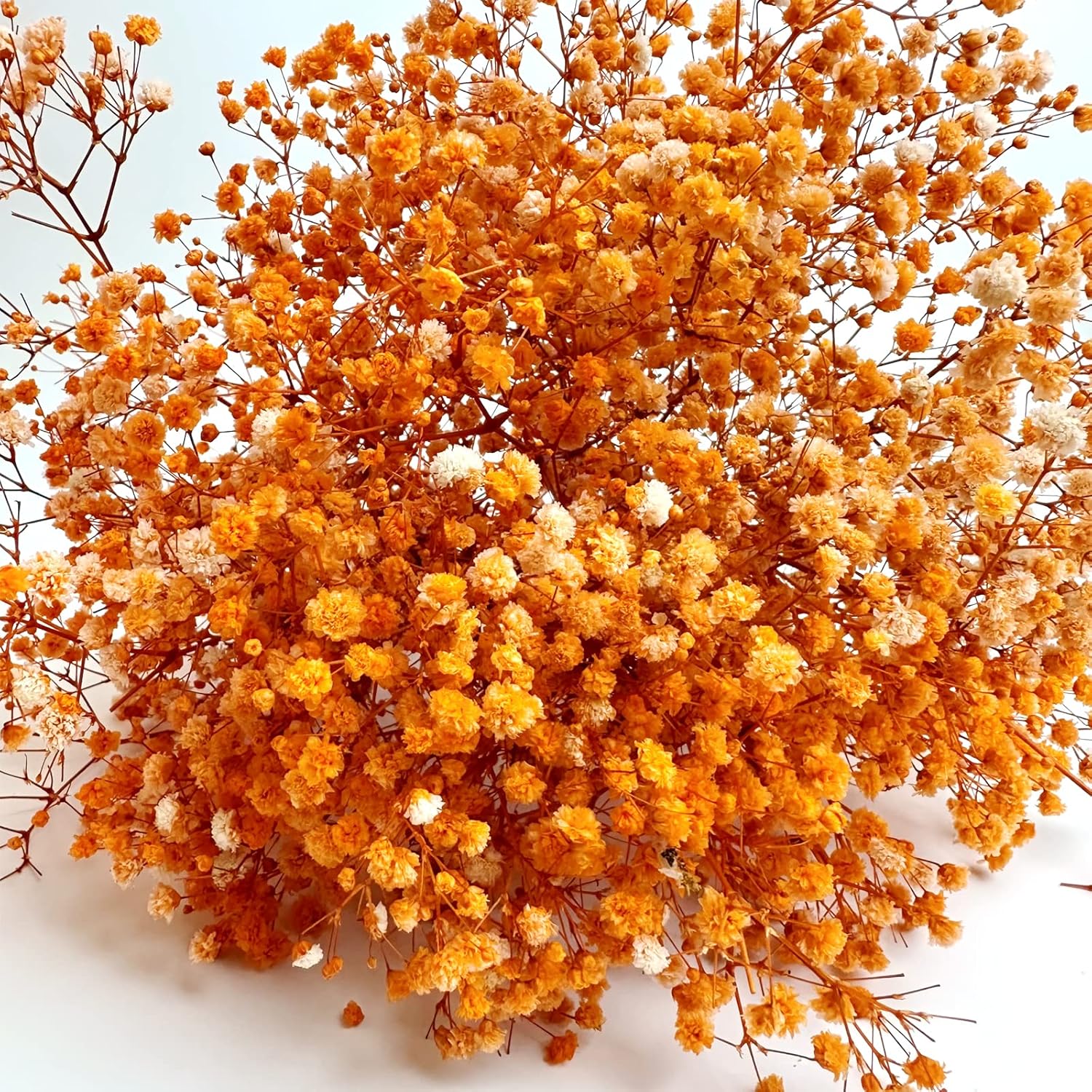 Preserved Babys Breath Flowers 3 Bunches Orange