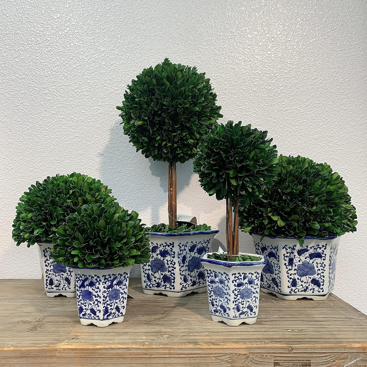 Galt International Preserved Boxwood Topiaries Blue White Pot 11 Ball 19 Tree